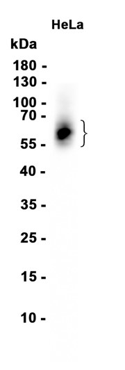 AYD16181