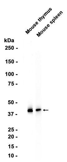 CD38 (YD15475) Rabbit mAb