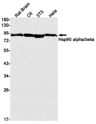 AYD11017