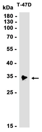 AYD13501