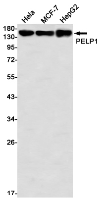 AYD13098