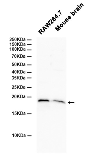 AYD14493