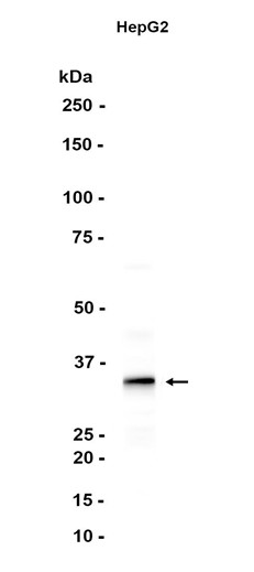 AYD12072