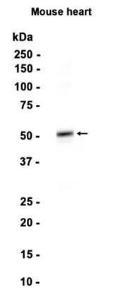 AYD13217
