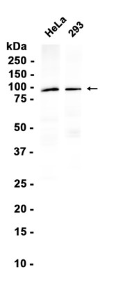 AYD16295