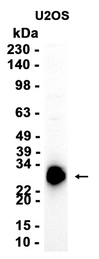 AYD15944