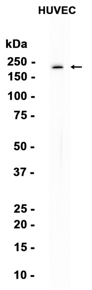 AYD12538