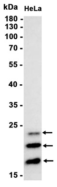 AYD11718