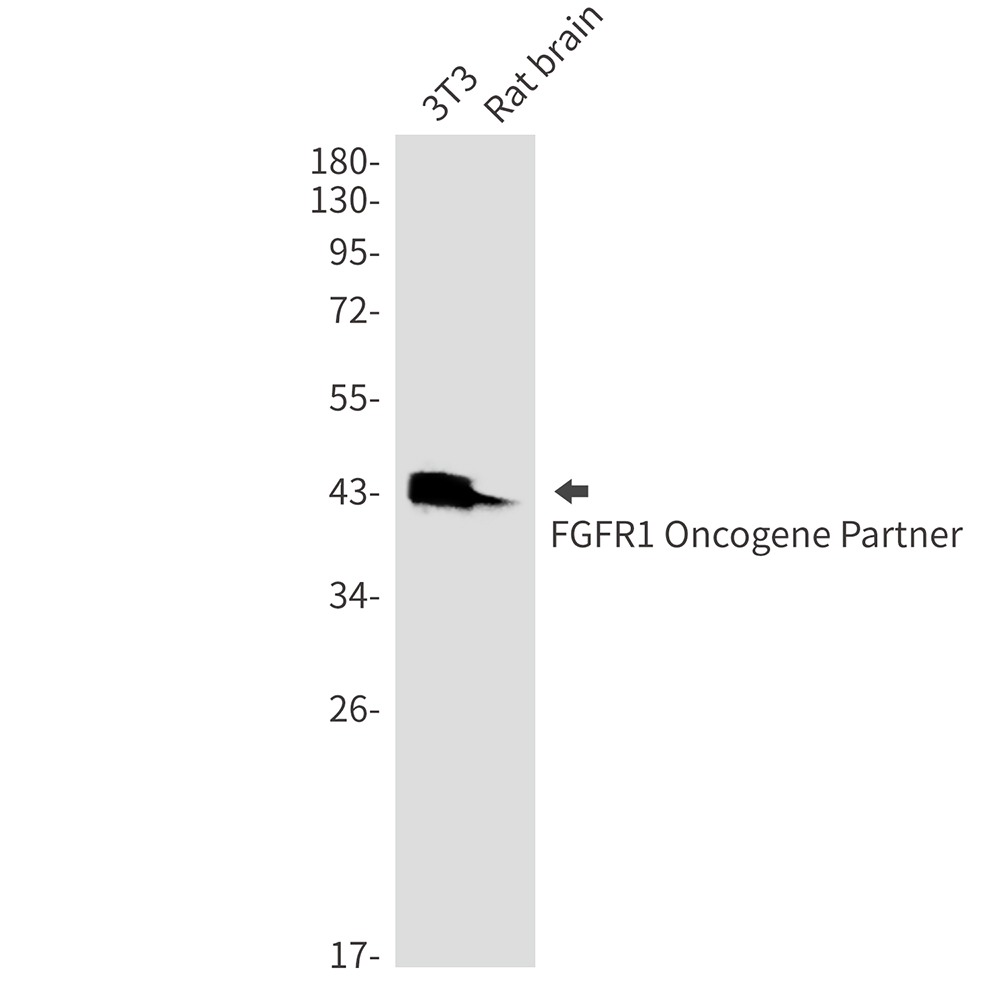 FGFR1 Oncogene Partner (YD31444) Rabbit mAb
