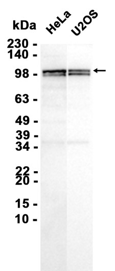 AYD11687