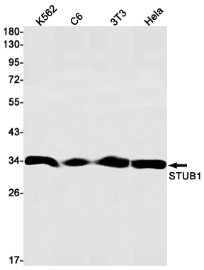 AYD11036