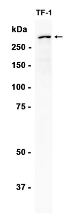AYD15614