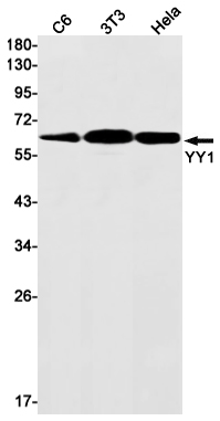 AYD13629