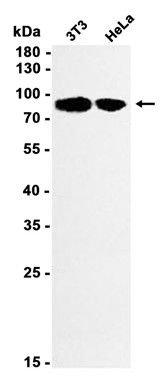AYD11235