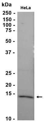 Histone H2A.Z (YD14269) Rabbit mAb