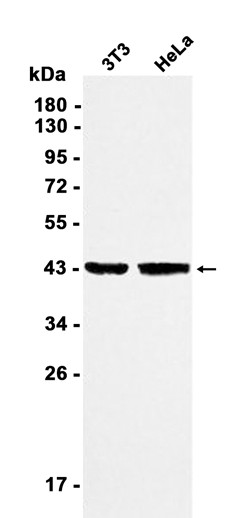 AYD11884
