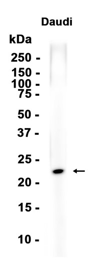 AYD15767