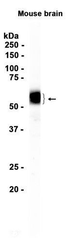 AYD14825