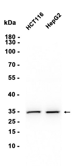 AYD12029