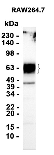 AYD12914