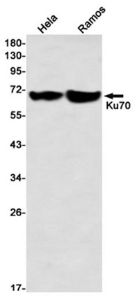 AYD14783