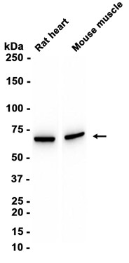 AYD11419