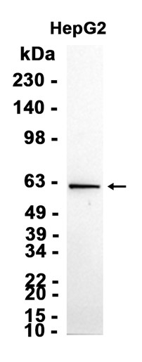 AYD15206
