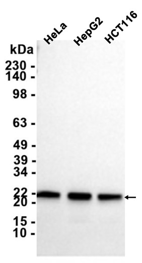 AYD11865