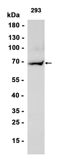 AYD15245