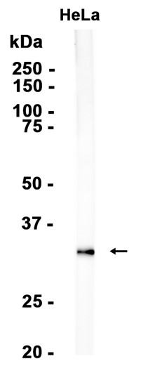 AYD13298