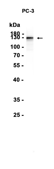 AYD15467