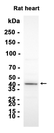 AYD12132