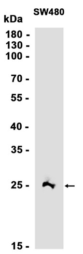 AYD12336