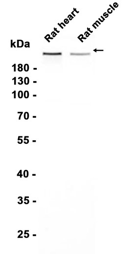AYD12521