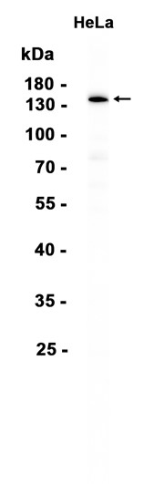 AYD12662
