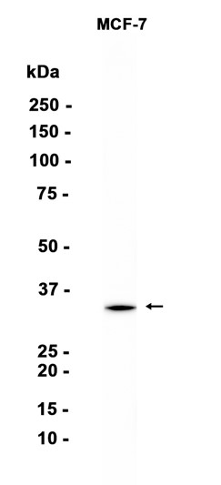 AYD15664