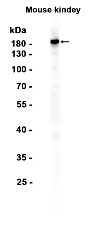 AYD15156