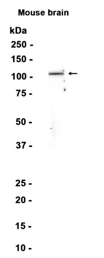 AYD15898