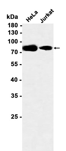 DBF4 (YD13143) Rabbit mAb