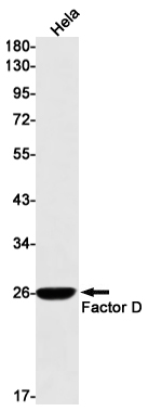 AYD11395