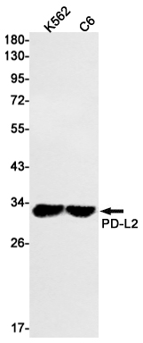 AYD13359