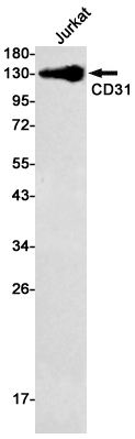 AYD13774
