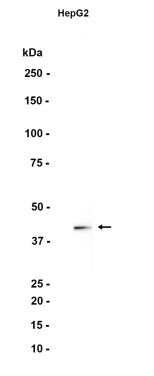 AYD12574