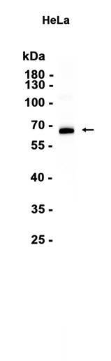 AYD15641