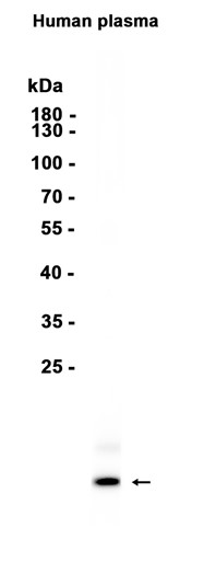 AYD13244
