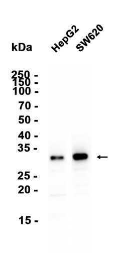 AYD14705