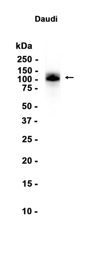 AYD13748