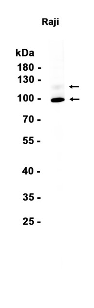 AYD13734