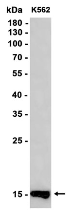 AYD12022