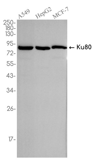 AYD15246